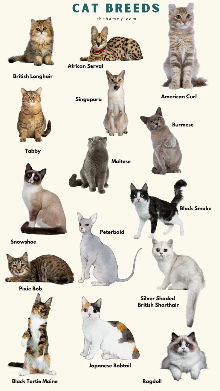 Породы кошек с фото и названиями Cat Breeds in 2024 Cat breeds, Cute cats and dogs, White cat breeds