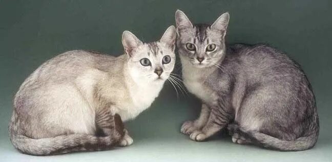 Website is down Best cat breeds, Cat breeds, Beautiful cats