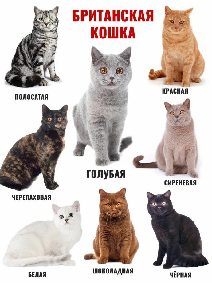 Породы кошек с фото и названиями Окрасы британских кошек Имена кошек, Имена котят, Питомец