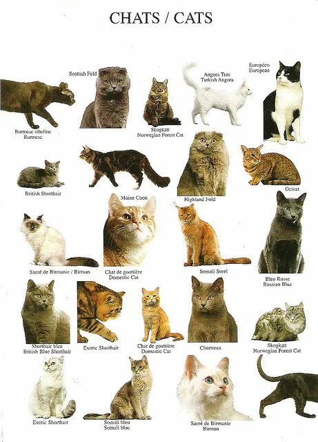 Породы кошек с фото и названиями Card from Favorites Album Tag - from LapinLintu Cat breeds, Types of cats, Types