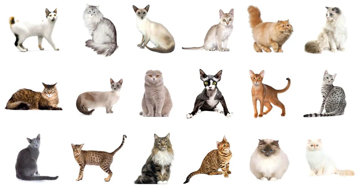 Породы кошек с фото названиями самые Most People Can't Identify 12 Of Cat Breeds - Can You? Quiz