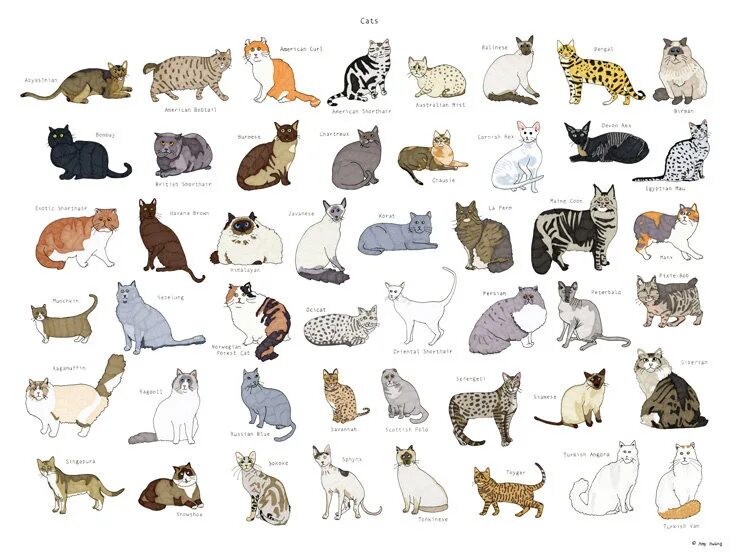 Породы кошек с фото названиями самые Diagram of Cat breeds (고양이 종류들) Quizlet