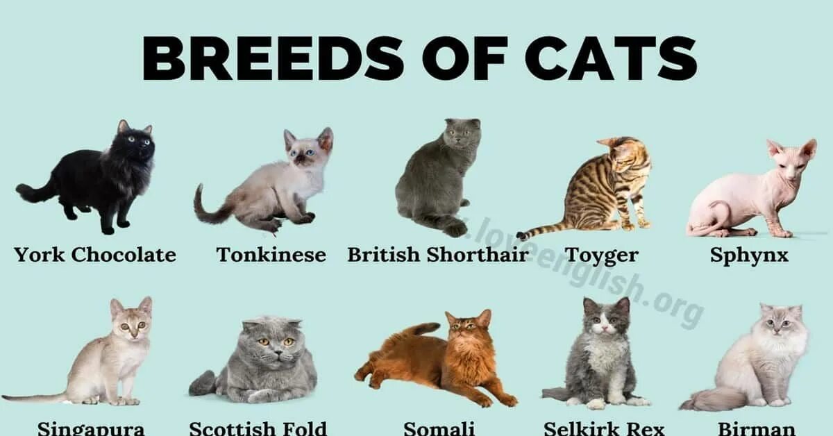 Породы кошек с фото названиями самые Visual Dictionary - Love English Cat breeds, Popular cat breeds, Most popular ca