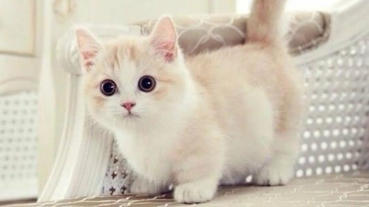 Породы котиков с фото CUTE AND FUNNY MUNCHKIN CATS COMPILATION - YouTube