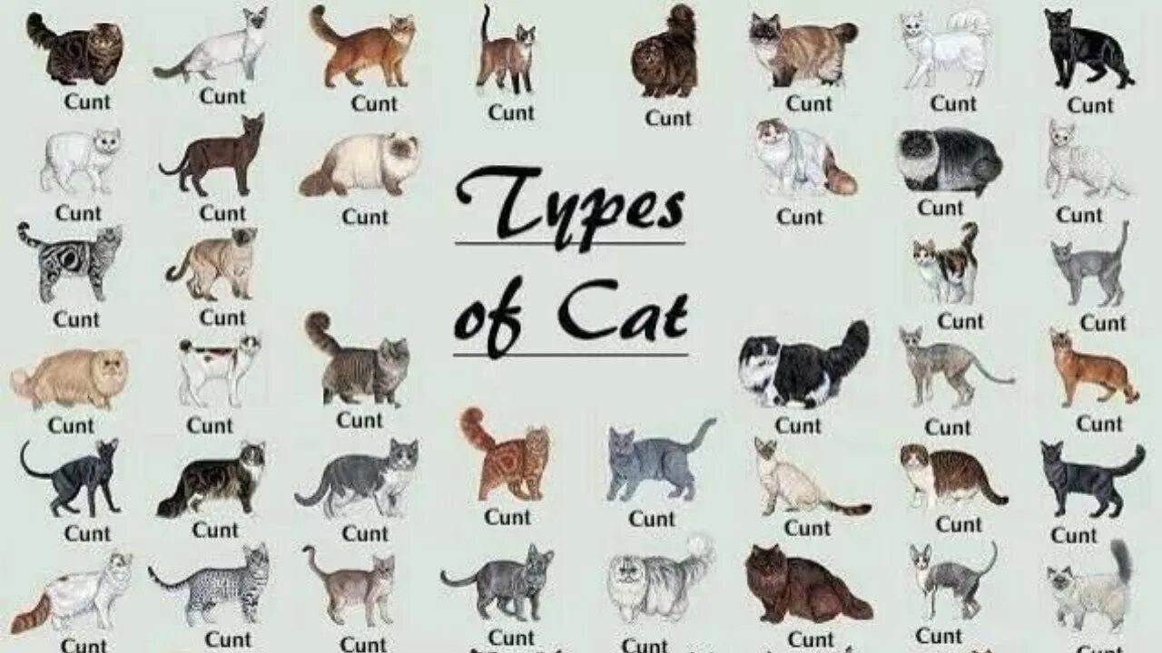 Породы котиков с фото и названиями All 98 Types Of Cat In The World - YouTube