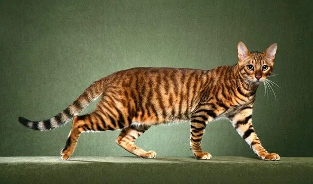 Породы котов фото с названиями Toyger Cat Breed Information Toyger cat, Cat breeds, Wild cats