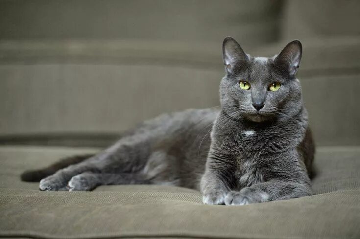 Породы котов с фото Seven cat breeds with blue coats Pets4Homes Cat breeds, Rare cat breeds, Korat c