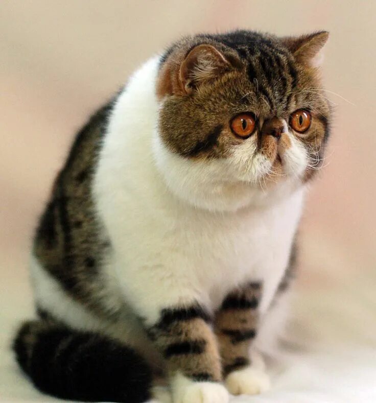 Породы котов с фото Top 10 cutest exotic short hair cat pictures Exotic shorthair cat, Beautiful cat