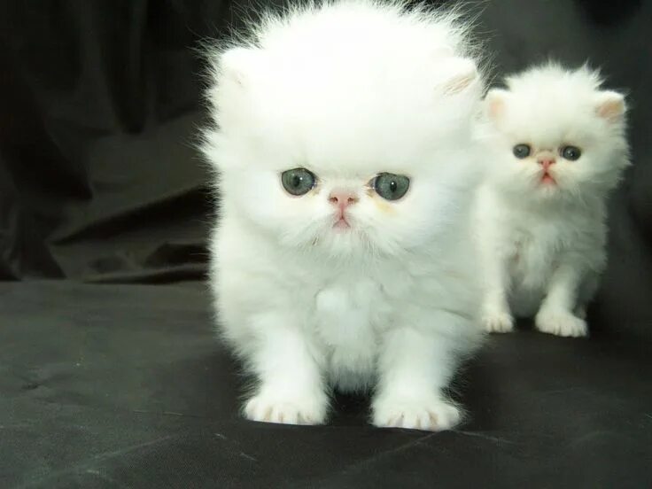 Породы котят фото и цены Image result for persian cat Persian kittens, White persian kittens, Persian cat