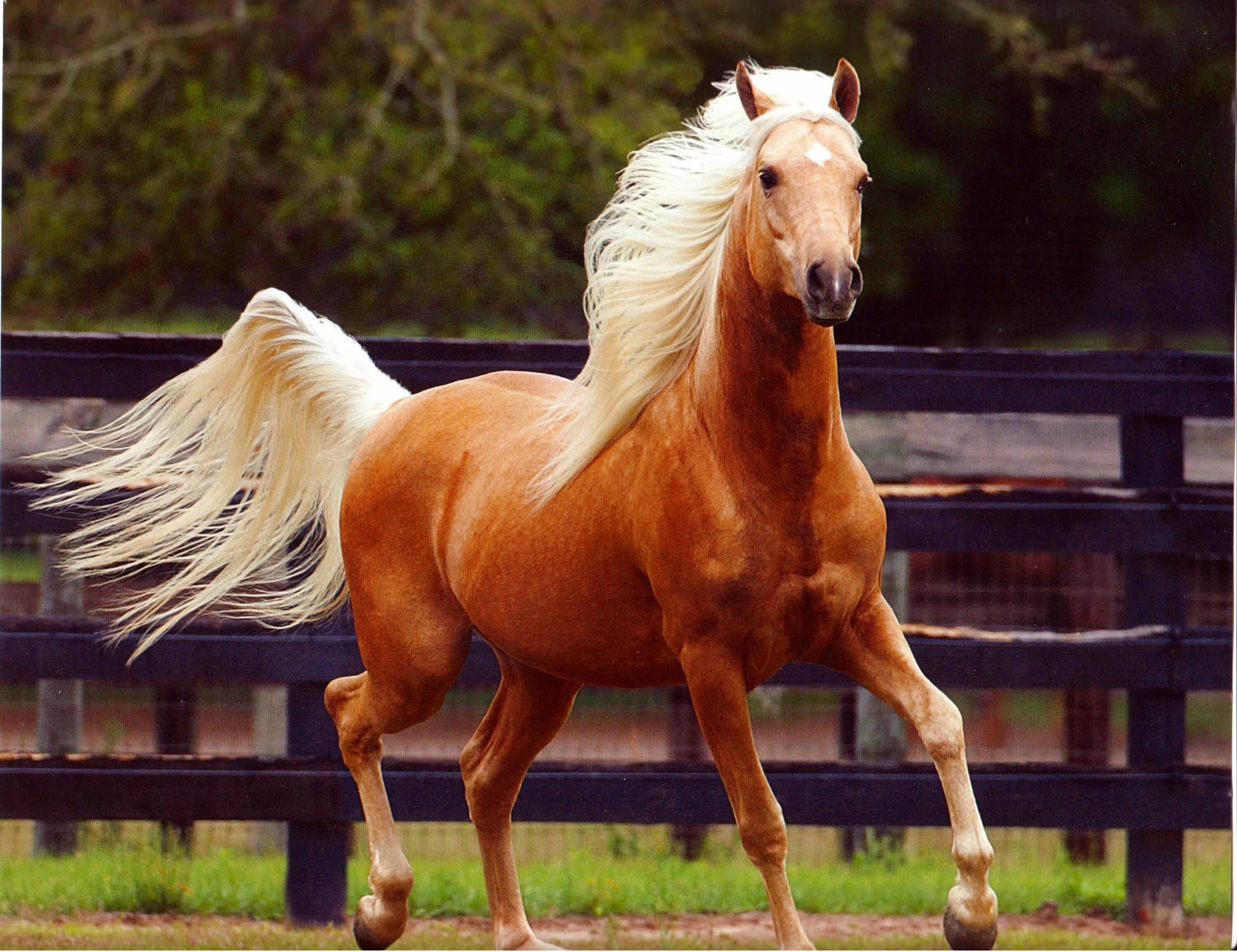 Породы красивых лошадей фото rearing golden palomino horse - Yahoo Image Search Results Palomino horse, Horse