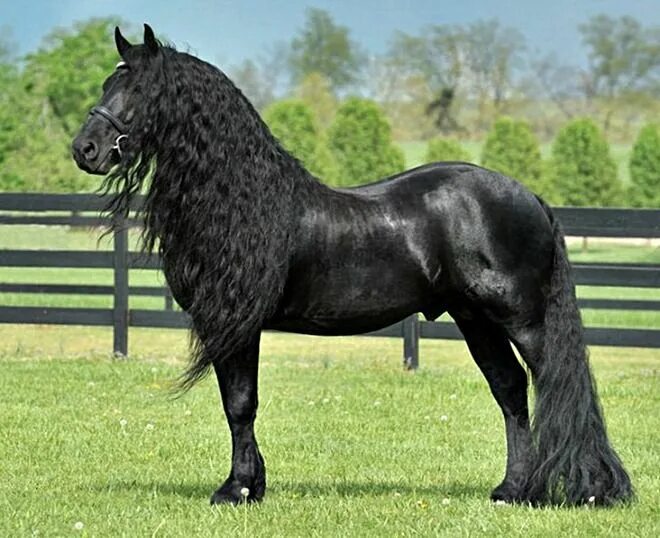 Породы красивых лошадей фото Frederik the Great Friesian horse, Stallion horses, Pretty horses