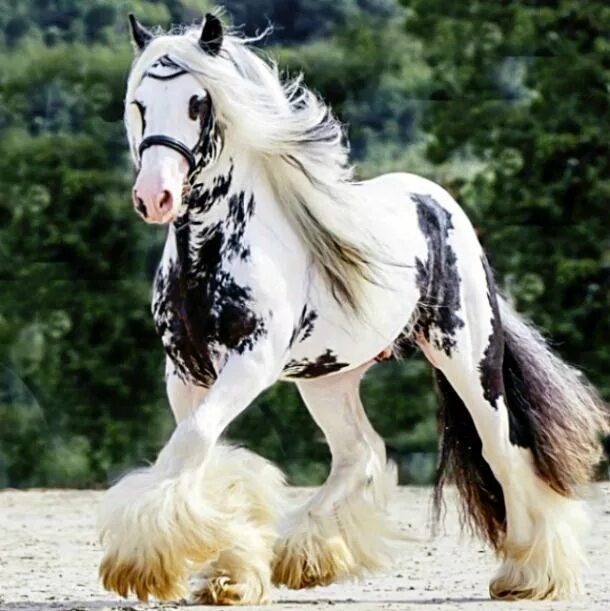 Породы красивых лошадей фото Gypsy Vanner stallion Splash. What markings! photo: Corinne Eisele. Beautiful Ho