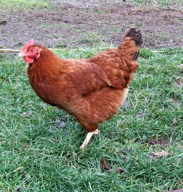 Породы красных кур фото Breed Profile: New Hampshire Chicken - Backyard Poultry Chicken breeds, Chickens