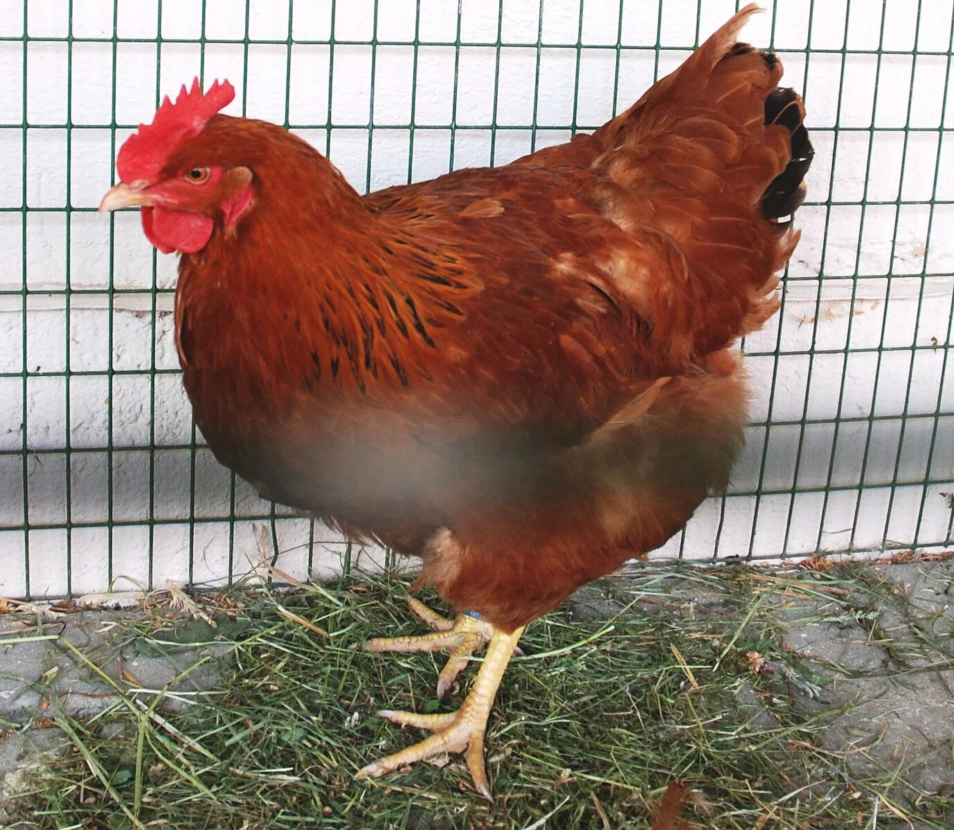 Породы красных кур фото File:New Hampshire Red Hen.jpg - Wikipedia