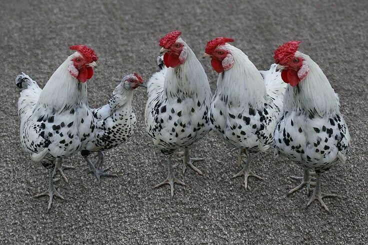 Maximizing Space Available when Adding Chickens to the Flock Chickens backyard, 