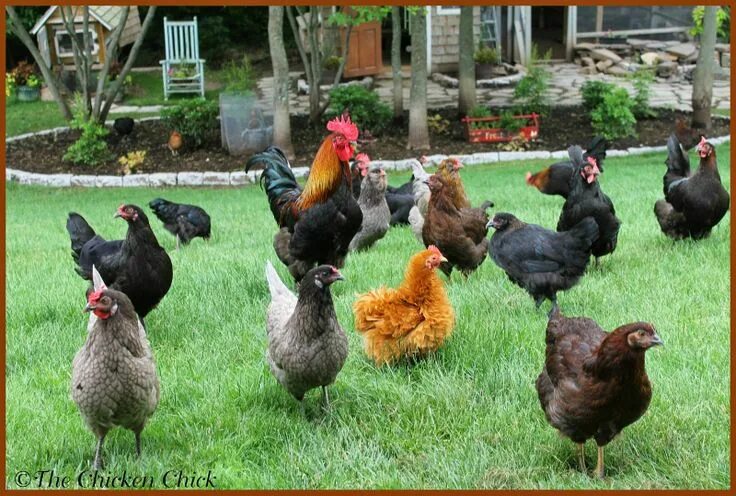 Породы кур для дома фото Maximizing Space Available when Adding Chickens to the Flock Chickens backyard, 