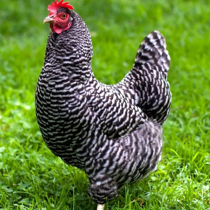 Породы кур для дома фото barred plymouth rock chicken Chicken breeds, Chickens backyard breeds, Chickens 