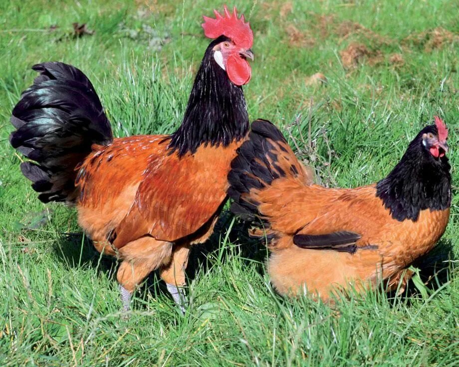 Top 12 Utterly Bizarre Chicken Breeds Fancy chickens, Chicken breeds, Polish chi