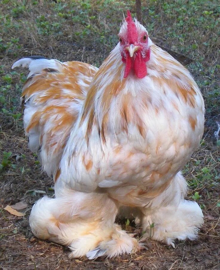 Породы кур фото Top 10 Favorite Backyard Chicken Breeds Pet chickens, Fancy chickens, Beautiful 