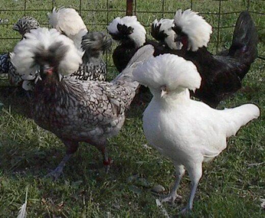 Породы кур фото Top 12 Utterly Bizarre Chicken Breeds Fancy chickens, Chicken breeds, Polish chi