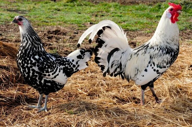 Породы кур фото Silver Spangled Hamburg Chicken - Chicks for Sale Cackle Hatchery ® Chicken bree