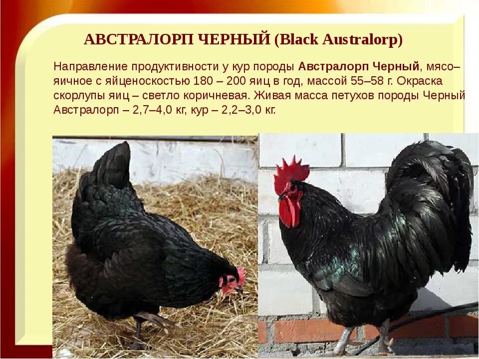 Породы кур фото характеристики Куры австралорп: описание породы и характеристики птиц