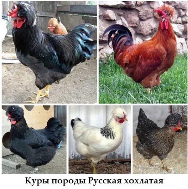 Породы кур фото характеристики We accept pre-orders for incubation eggs of domestic and imported poultry farms.