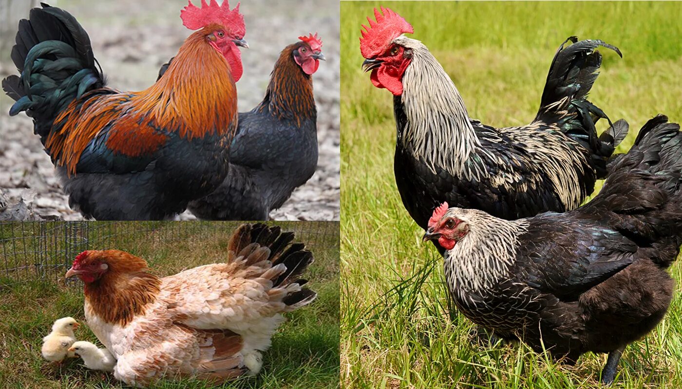 Породы кур фото и название полный каталог Marans Chicken Breed - Everything You Need to Know