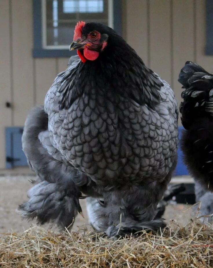 Animals Free Full-Text Overview of Native Chicken Breeds in Italy: Conservation 