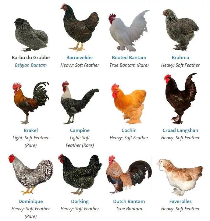 Породы кур фото и название полный каталог https://poultrykeeper.com/chicken-breeds/ Chicken breeds, Chicken species, Polis