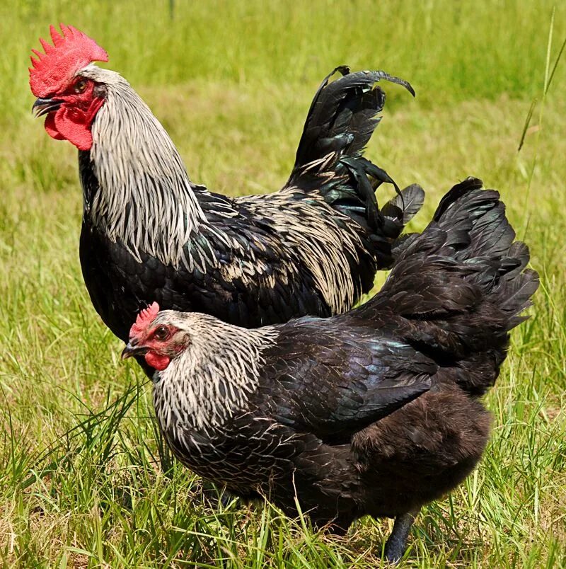 Породы кур фото и отзывы Marans Chicken: April Breed of the Month - Countryside Network Backyard poultry,