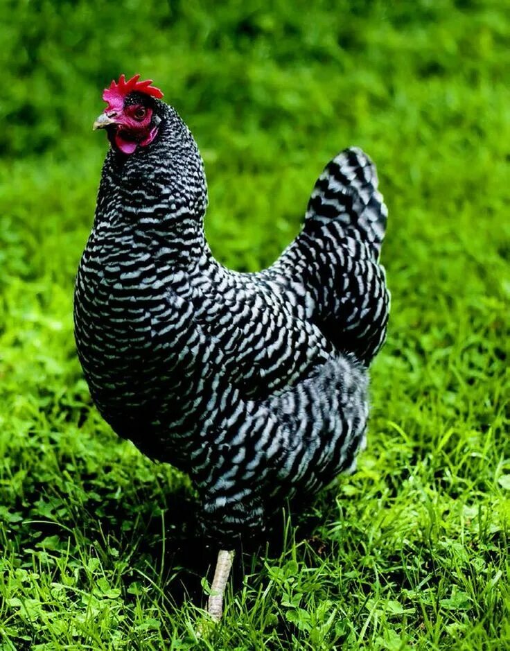 Породы кур фото и отзывы Top 10 Chicken Breeds for Kids Chicken breeds, Chickens backyard breeds, Pet chi