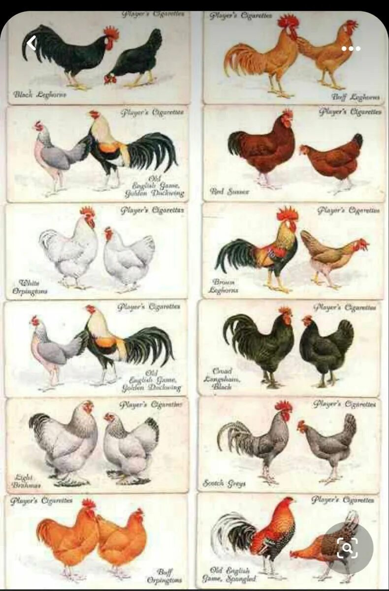 Породы кур фото с названиями Hen Party Planning Made Easy with These Rooster-Inspired Ideas in 2023 Chickens 