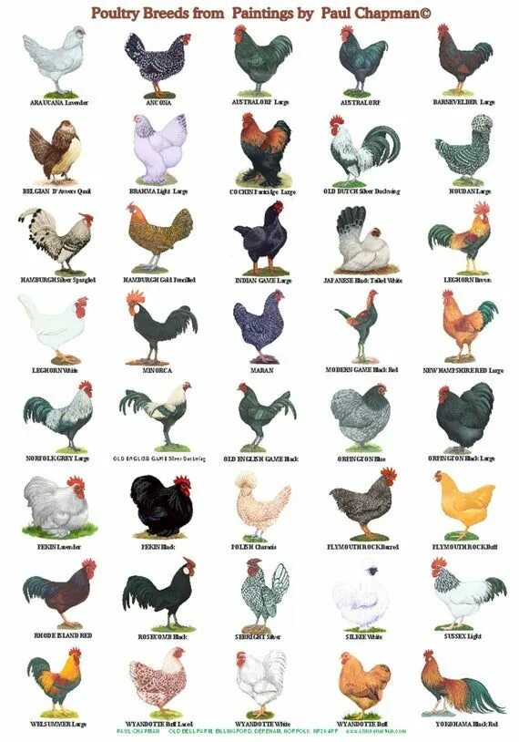 Породы кур фото с названиями Affiches A4. Races de volailles 2 affiches différentes - Etsy France Chicken bre