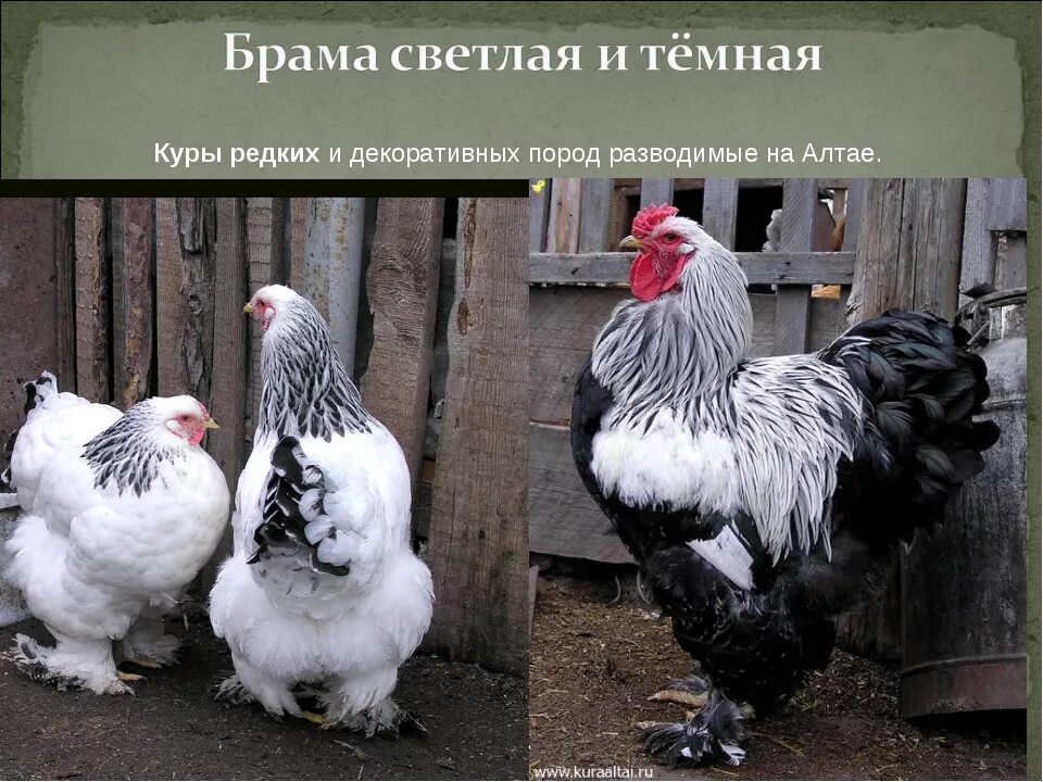 Породы кур фото с названиями и описанием Породы кур для Сибири: обзор лучших пород и список зарубежных морозоустойчивых э