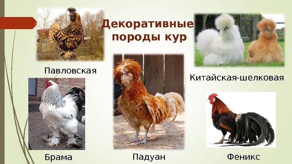 Породы кур фото с названиями и описанием Все названия кур: найдено 89 изображений