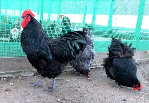 Породы кур гигантов фото Описание и особенности породы кур Джерсийский гигант Chicken breeds, Chicken, Br