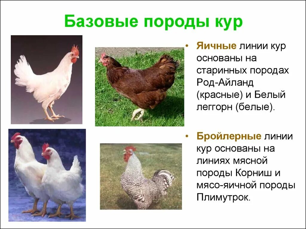 Породы кур несушек с фото Описание разных пород кур с их характеристиками