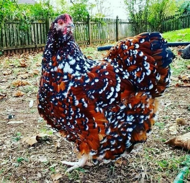 The Jersey Giant Chicken: An Outstanding Heritage Meat Breed - Backyard Poultry 