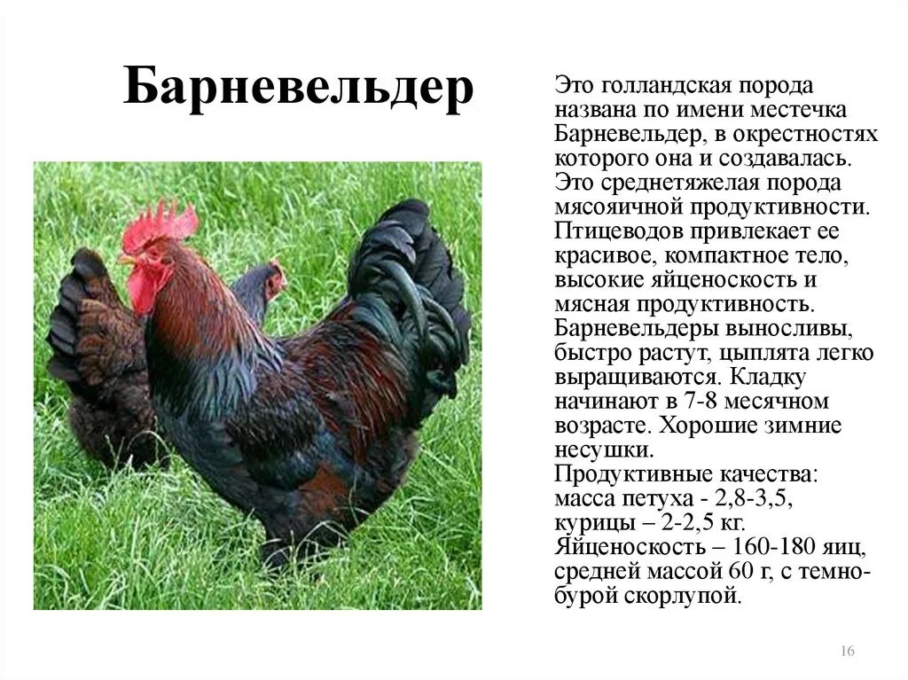 Породы кур с фото и описанием Картинки ЯИЧНЫЕ ПОРОДЫ КУР ДЛЯ ДОМАШНЕГО РАЗВЕДЕНИЯ ЛУЧШИЕ