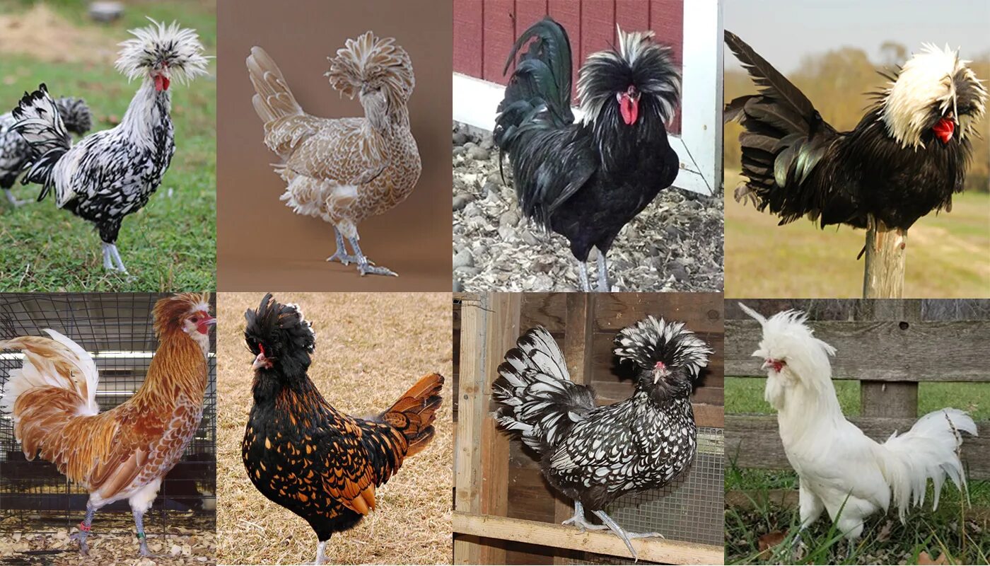 Породы кур с фото мастер описанием 10 Beautiful Black and White Feathered Chicken Breeds