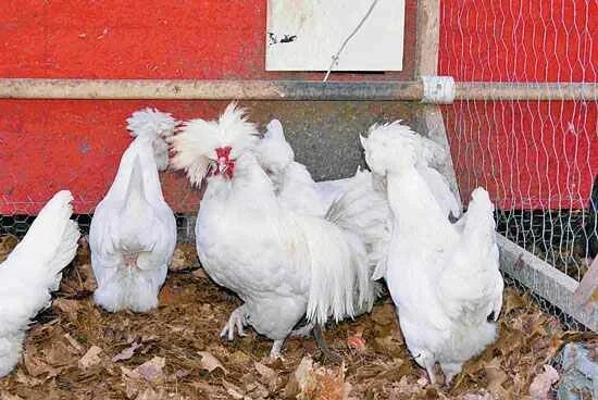 Породы кур с хохолками с фото The History of Chickens - Cappers Farmer Chickens, Animals, Chicken breeds