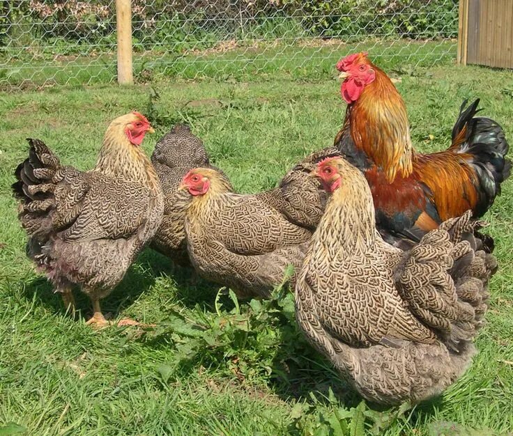 Породы кур в беларуси с фото Wiltshire Chickens - never heard of these before. Chicken breeds, Chickens backy