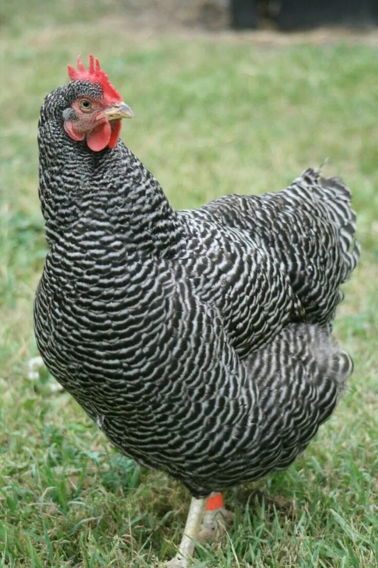 Породы кур в беларуси с фото Pin on my chickees Chickens backyard breeds, Chicken breeds, Chickens backyard