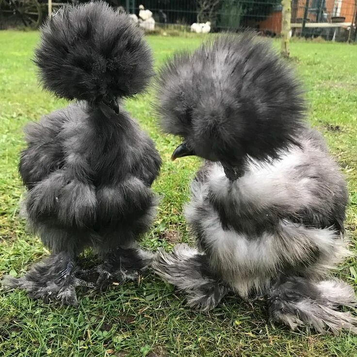 Породы лохматых кур фото Silkies Masha Hadabonita on Instagram: "Girls talk..." Silkie chickens, Fancy ch