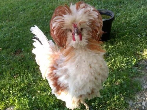 Породы лохматых кур фото silkie chicken on Tumblr Frizzle chickens, Chickens backyard, Pet chickens