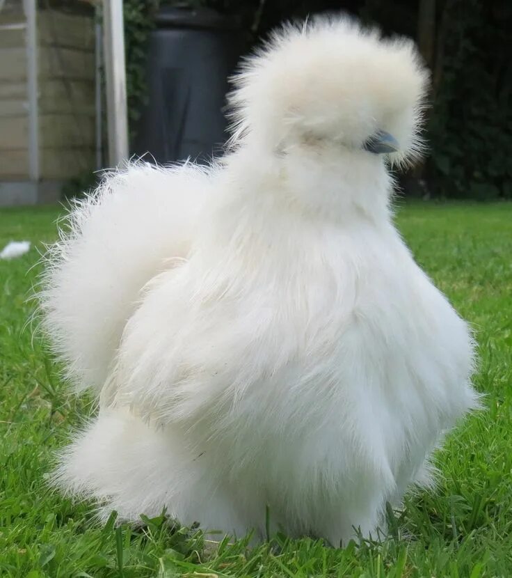 Породы лохматых кур фото I want him so bad. Silkie chickens, Chickens for sale, Silkies