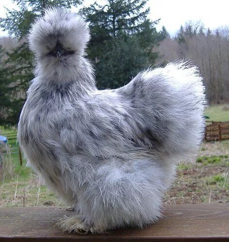 Породы лохматых кур фото Silkie Chicken - Facts, Information and Pictures by Pets Planet... Silkie chicke