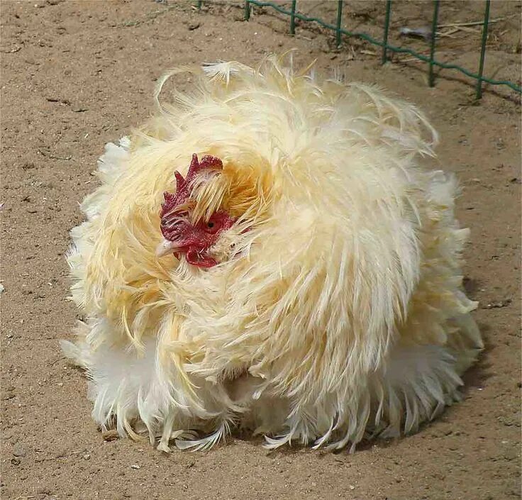 Породы лохматых кур фото Found on Google from waitbutwhy.com Beautiful chickens, Fancy chickens, Frizzle 