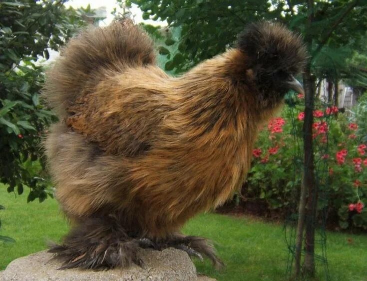 Породы лохматых кур фото silky chickens Silkie chickens, Beautiful chickens, Fancy chickens